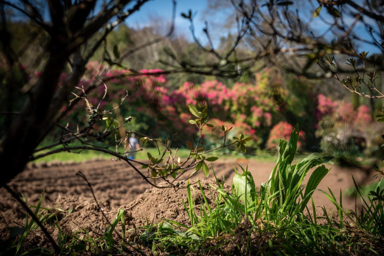 Affittacamere Quinta De Mouraes Casa Dos Rododendros Lever Esterno foto