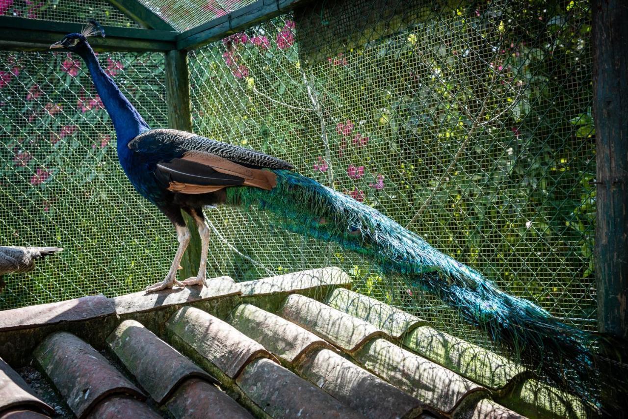 Affittacamere Quinta De Mouraes Casa Dos Rododendros Lever Esterno foto